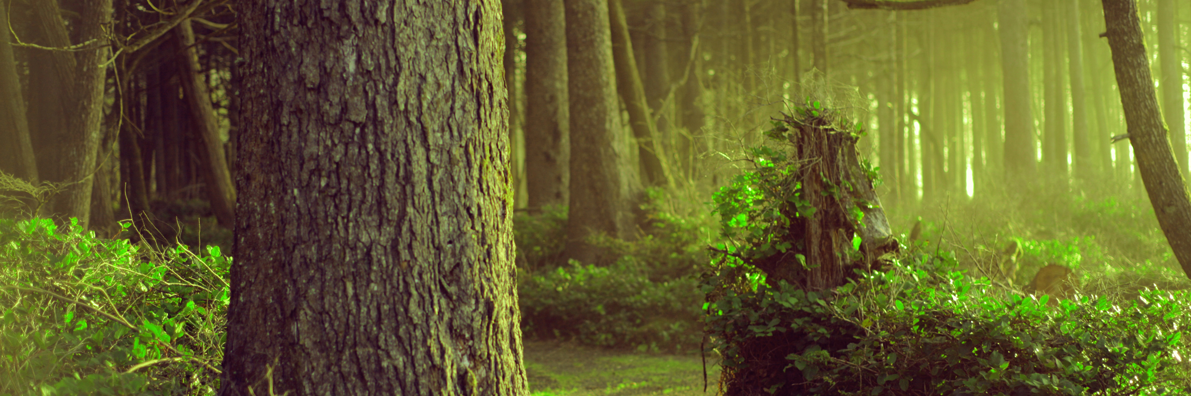 forest2-1